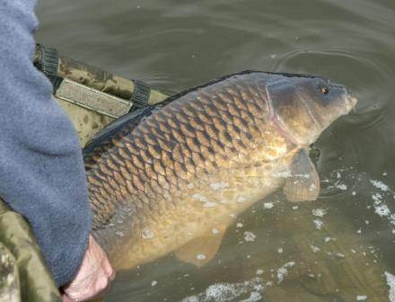 Турнир по любительской ловле карпа Турнир по любительской ловле карпа