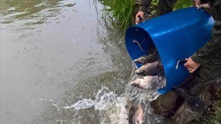 Зарыбление водоема Бахаевка Зарыбление водоема Бахаевка