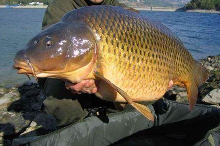 Фестиваль по карповой ловле Фестиваль по карповой ловле