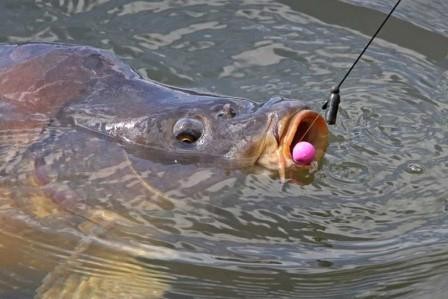 Спортивно-Развлекательный кубок по ловле карпа Спортивно-Развлекательный кубок по ловле карпа